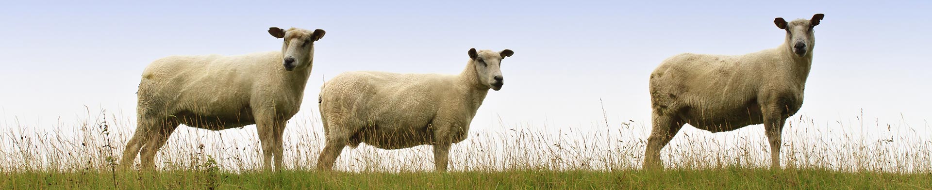 3sheeps_volker-goellner_i44841848.jpg