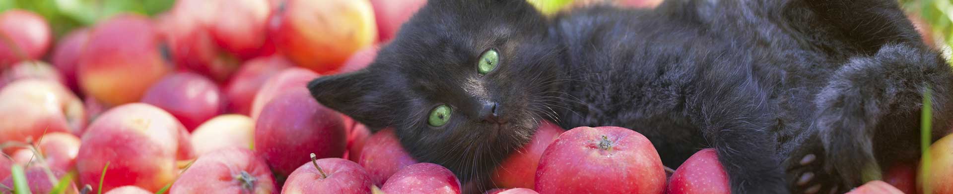cat-on-apples_vvvita_70891330_L.jpg