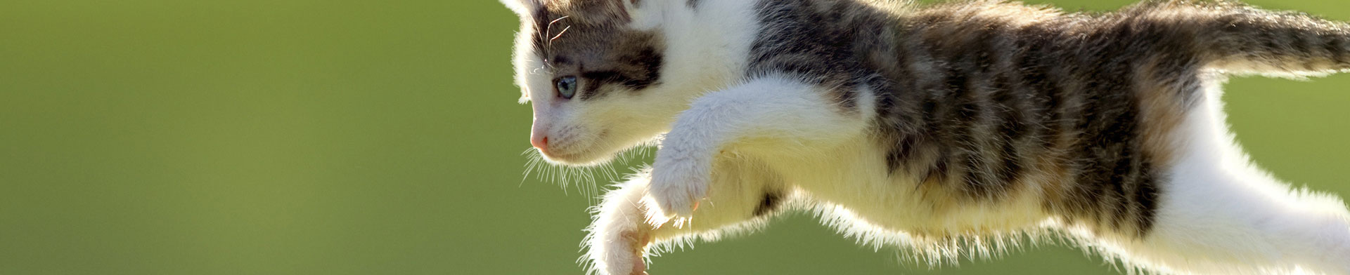 cat-springing_Leoba_66904856_L.jpg