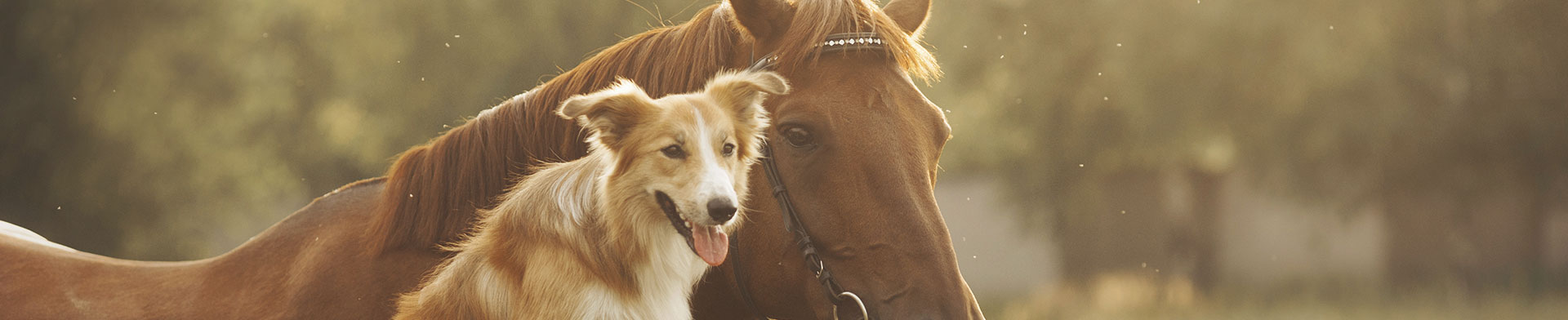 collie-horse_ksenia-raykova_i24710568.jpg