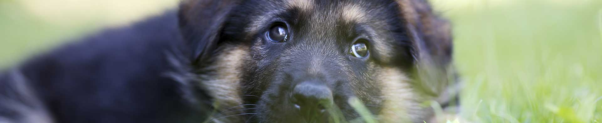 german-shepherd_mikkel-bigandt_i52943464_xxxl.jpg