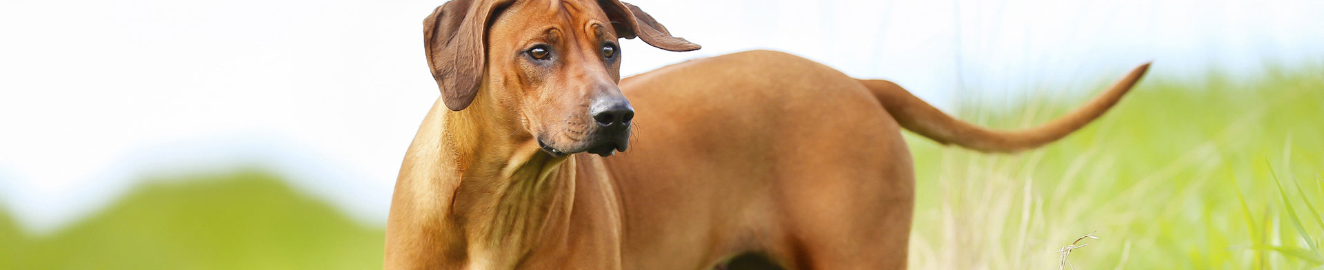 rhodesian-dog_BigandtPhotography_66582555_L.jpg